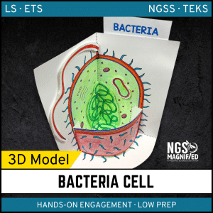 Bacteria Model - 3D