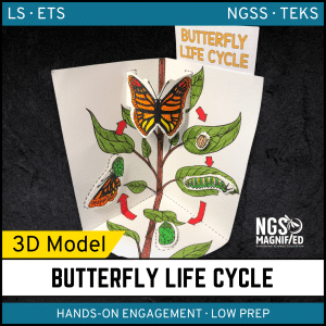 Butterfly Life Cycle - 3D Model