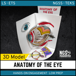 Eye Anatomy Model - 3D