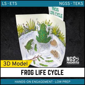 Frog Life Cycle Model - 3D Model