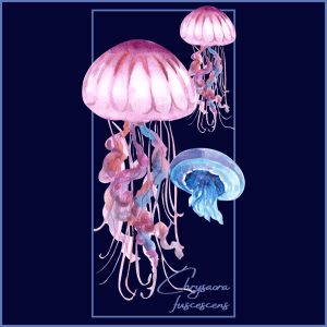 Jellyfish