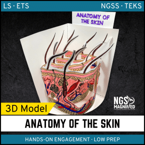 Skin Anatomy Model - 3D