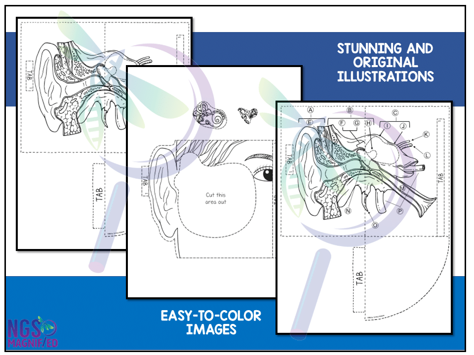 Ear Anatomy Model - 3D - Image 3
