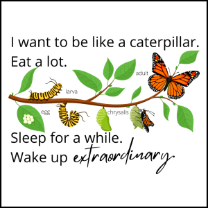 Extraordinary Butterfly Lifecycle