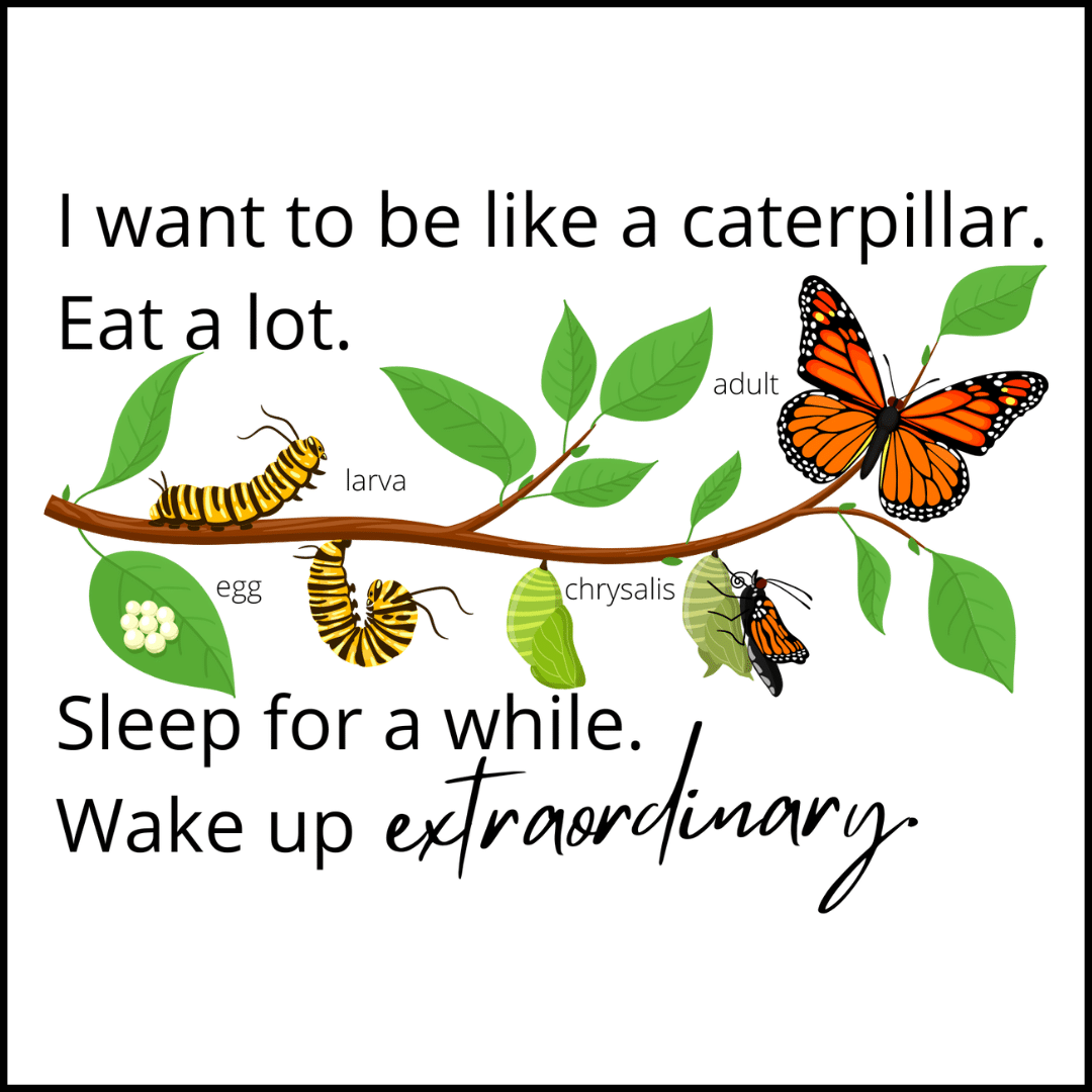 Extraordinary Butterfly Lifecycle