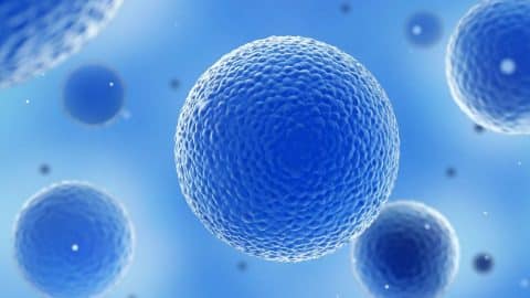 Cell Structure and Function | NGS Magnified