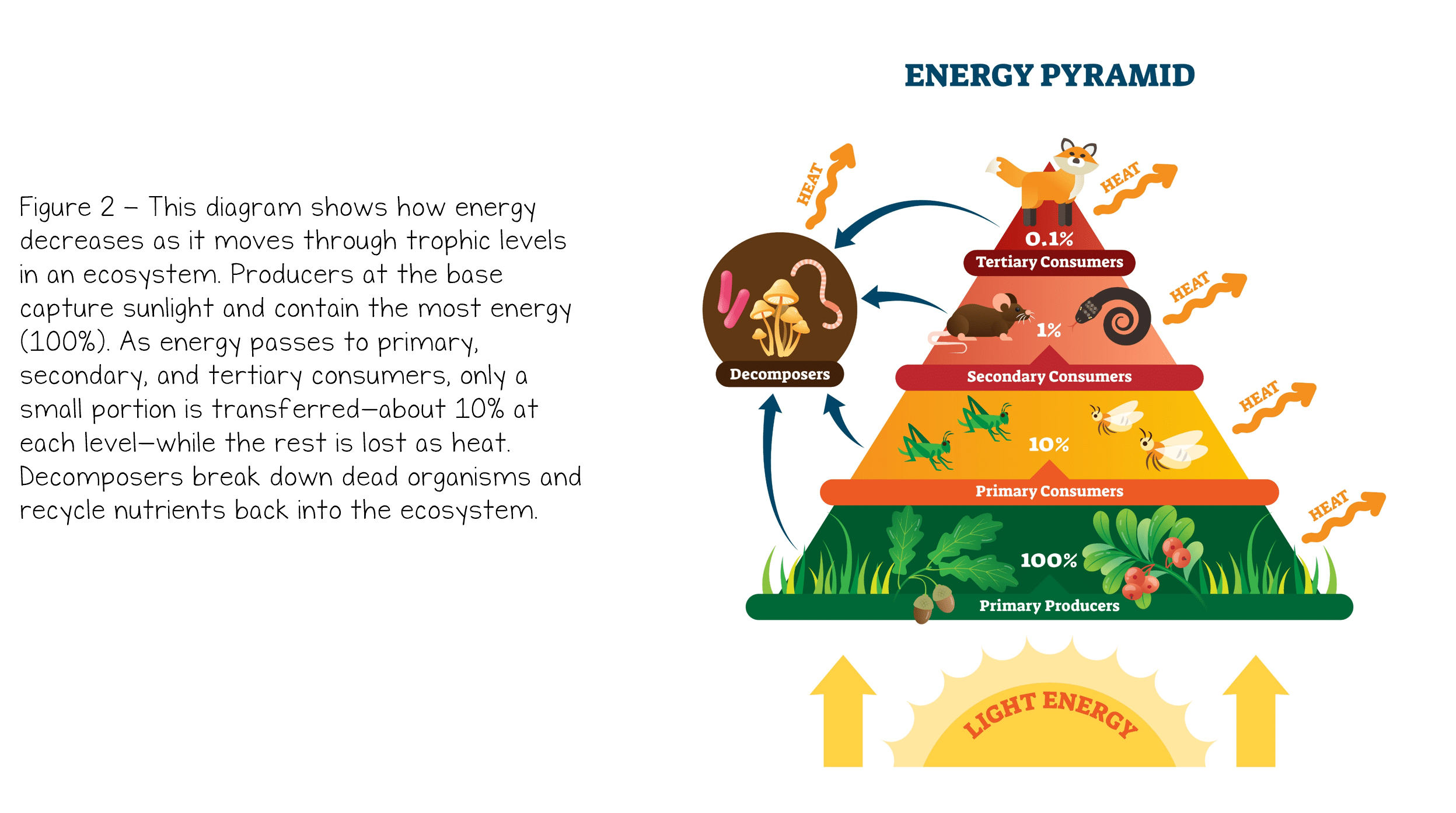 Energy Flow in Ecosystems