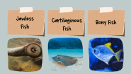 Cartilaginous Fish Examples